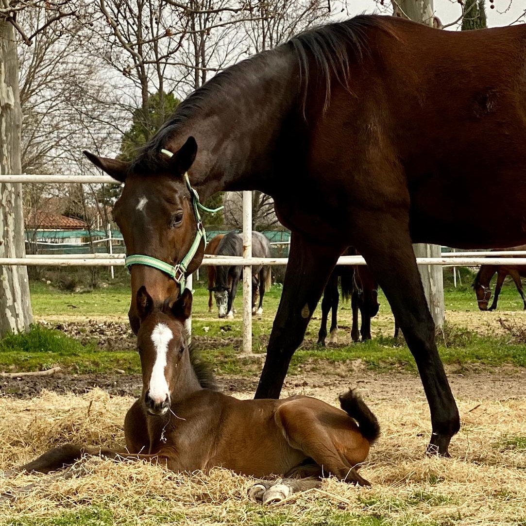 yeguada marqués de miraflores